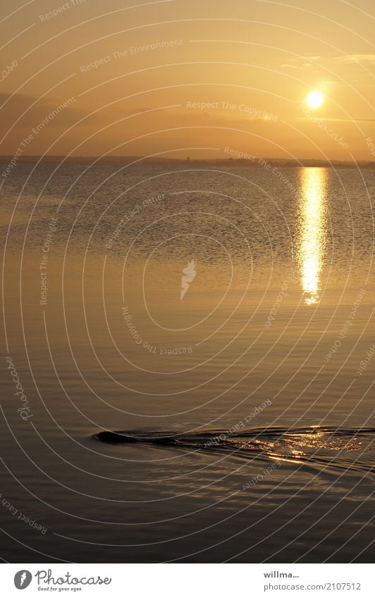 helgi beim fischefangen Biber Fischotter Tier Wildtier Wasser tauchen Schwimmen & Baden Usedom Ostsee See Vorpommersche Boddenlandschaft Abendsonne