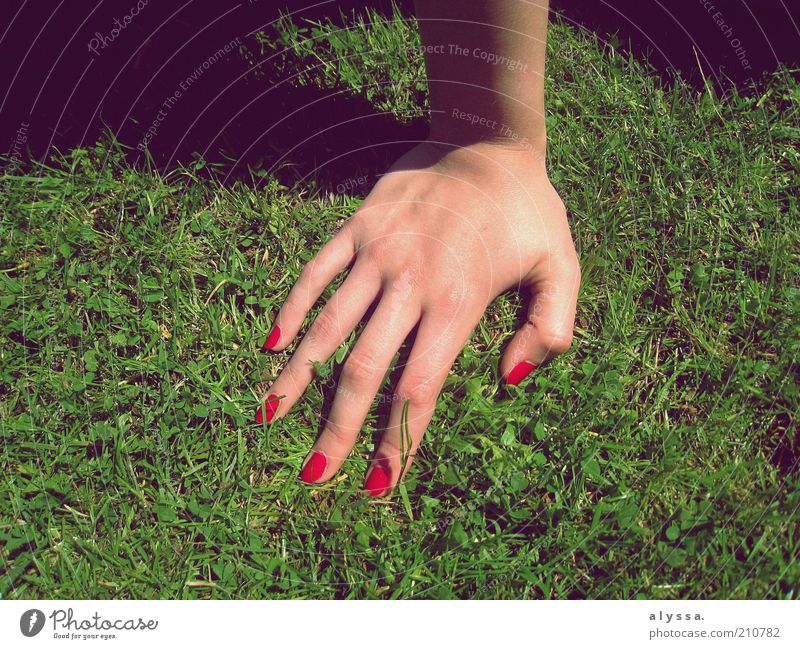 Hand in Hand. feminin 18-30 Jahre Jugendliche Erwachsene Gras grün rot Farbfoto Schatten Frauenhand abstützen Nagellack lackiert Fingernagel Sonnenlicht