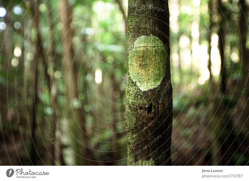 Monsters, Inc. Baum frisch grün Naturwuchs dünn Farbfoto Außenaufnahme Menschenleer Tag Schwache Tiefenschärfe Wald Baumrinde Zeichen Strukturen & Formen