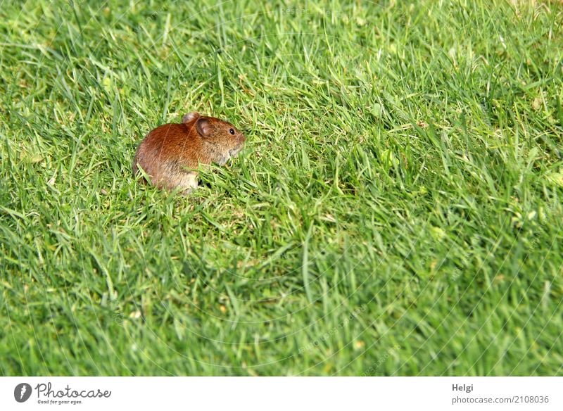kleiner Besucher Umwelt Natur Pflanze Tier Sommer Schönes Wetter Gras Garten Wildtier Maus 1 Blick außergewöhnlich einzigartig natürlich braun grün Wachsamkeit