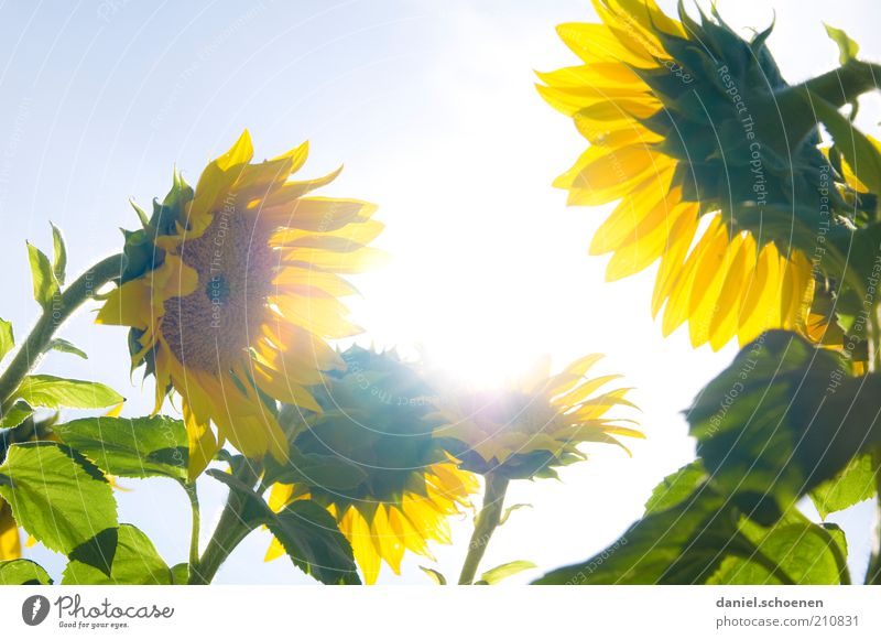 tratschende Sonnenblumen im Gegenlicht Natur Pflanze Wolkenloser Himmel Schönes Wetter Blume hell blau gelb grün Sommer Sonnenlicht Sonnenstrahlen Wachstum