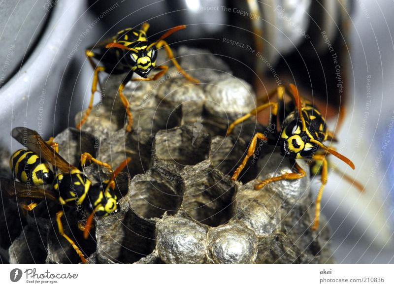 Wächterinnen der Brut - Wespen am Wespennest Natur Tier Wildtier 3 Tiergruppe beobachten Bewegung krabbeln Aggression bedrohlich nah gelb Gefühle Kraft Mut