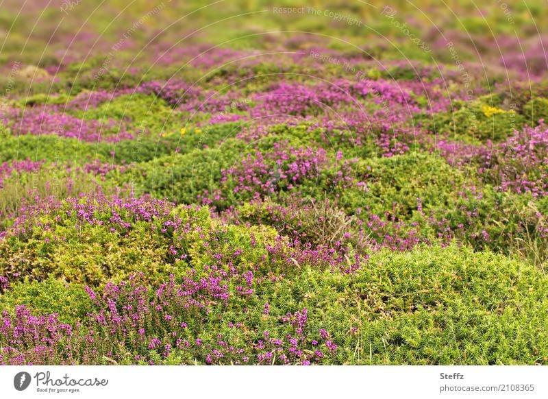 Sommer im Norden Heide Heidelandschaft nordisch nordische Landschaft nordische Romantik Blumenteppich flächendeckend nordische Natur nordische Wildpflanzen