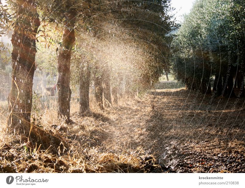 olio di oliva Beregnungsanlage Sprinkleranlage Natur Landschaft Pflanze Erde Wasser Wassertropfen Sommer Baum Olivenbaum Olivenhain Olivenblatt Italien nass