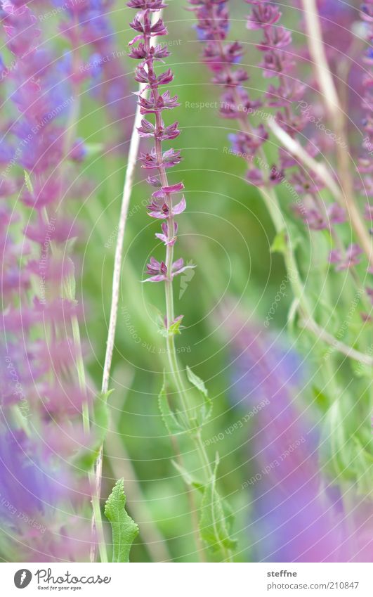 [H 10.1] Irgendwas mit Blümchen Natur Pflanze Blume grün violett zart zartes Grün Lavendel Farbfoto Außenaufnahme Nahaufnahme Tag