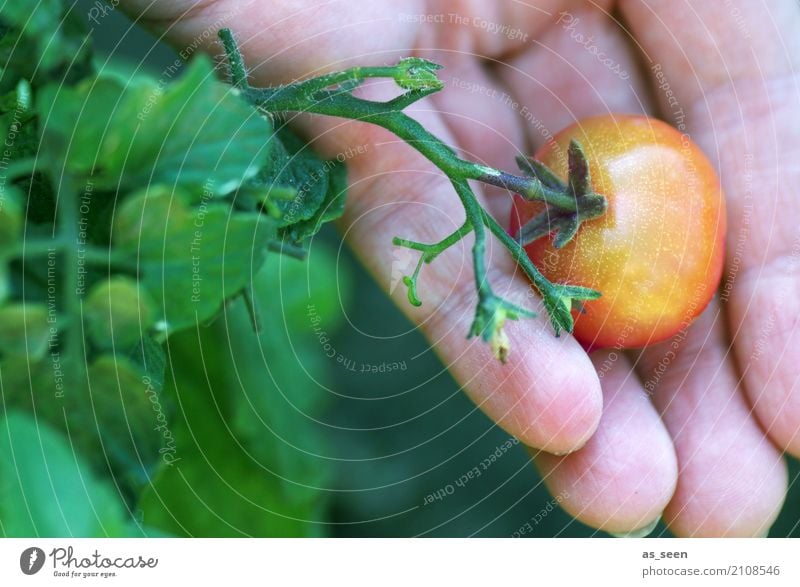 Ernte Lebensmittel Gemüse Tomate Ernährung Essen Bioprodukte Vegetarische Ernährung Slowfood Italienische Küche Gesundheit Gesunde Ernährung Sinnesorgane Garten