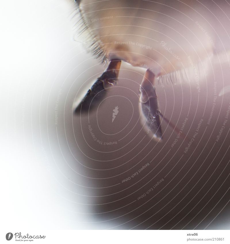 fühler Tier Insekt Fühler Schatten Farbfoto Nahaufnahme Detailaufnahme Makroaufnahme Hintergrund neutral Textfreiraum unten