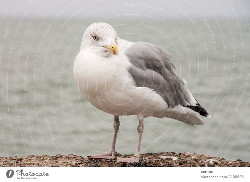 Eine Möwe auf der Mauer Sommerurlaub Strand Meer Küste Ostsee Hafen Wildtier Vogel Silbermöwe 1 Tier stehen blau gelb grau schwarz weiß maritim Blick