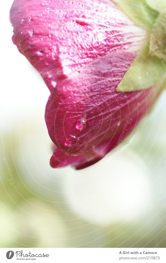 nach dem Regen ..... Natur Pflanze Wasser Wassertropfen Blume Blüte Stockrose frisch schön nass natürlich rosa Blütenpflanze zart zartes Grün knallig Romantik