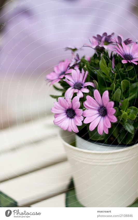 Kapkörbchen Osteospermum Kapmargeriten Paternosterstrauch Korbblütengewächs Kapringelblumen violett rosa Blumentopf Pflanze Tisch pflanzlich