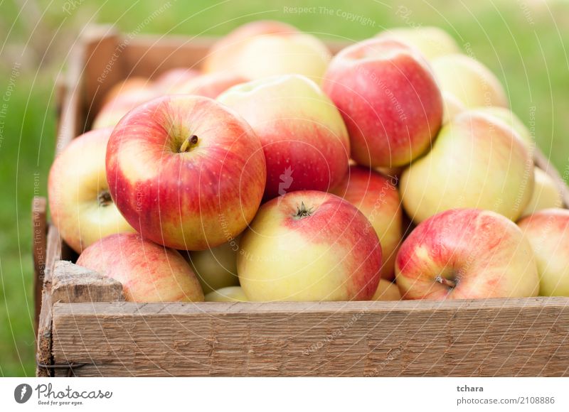 Reife Äpfel Gemüse Frucht Apfel Ernährung Vegetarische Ernährung Diät Sommer Menschengruppe Natur Baum Holz frisch hell lecker natürlich saftig grün rot Farbe