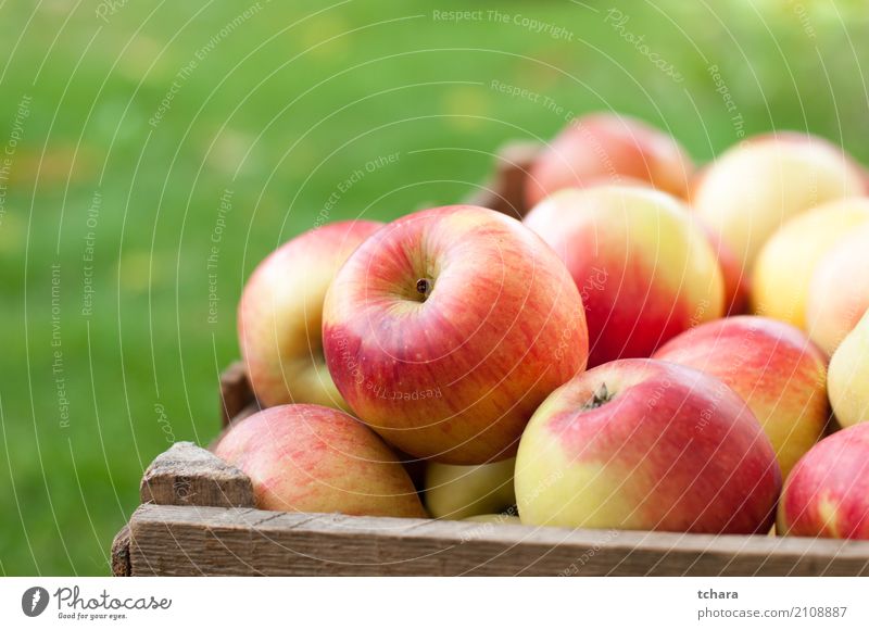 Reife Äpfel Gemüse Frucht Apfel Ernährung Vegetarische Ernährung Diät Sommer Natur Baum Blatt Holz frisch hell lecker natürlich saftig grün rot weiß Farbe