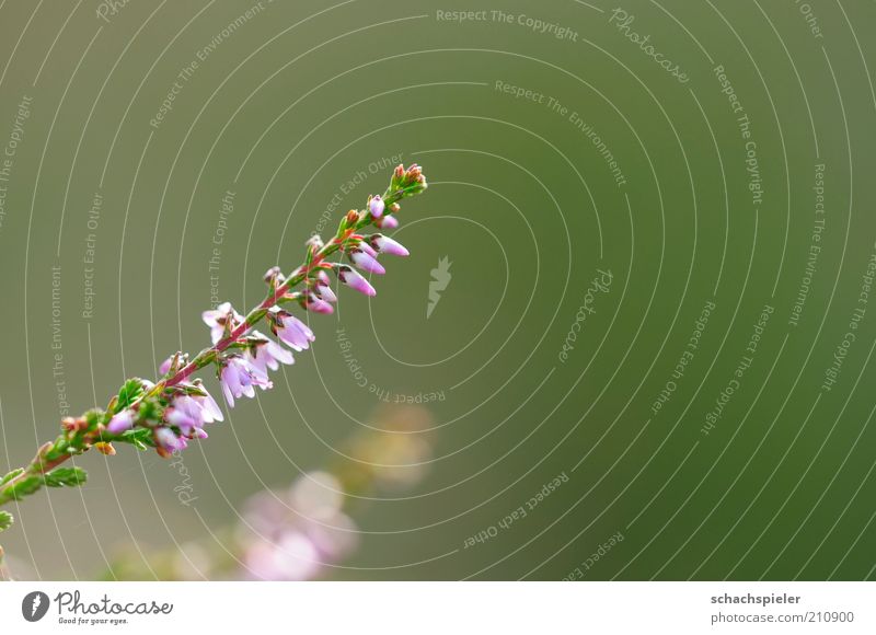 Oh Erica, oh Erica 2 Umwelt Natur Pflanze Blüte Blühend violett Heidekrautgewächse Bergheide Blütenblatt Farbfoto mehrfarbig Außenaufnahme Menschenleer