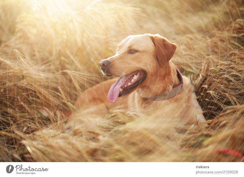 Lennox Sommer Schönes Wetter Feld Tier Haustier Hund Labrador 1 beobachten Erholung Lächeln leuchten Blick Freundlichkeit schön natürlich Neugier braun gelb