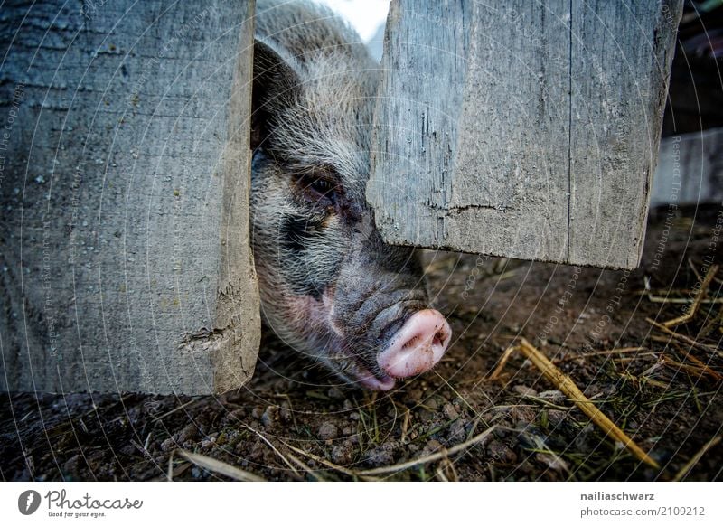 Minischwein Sommerurlaub Tier Haustier Nutztier Schwein 1 Holz Zaun Holzzaun beobachten Fressen Blick Glück kuschlig natürlich Neugier niedlich grau rosa