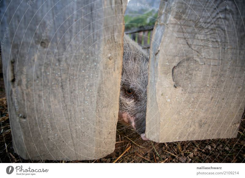 Minipig Sommer Landwirtschaft Forstwirtschaft Tier Haustier Nutztier Tiergesicht Schwein Minischwein 1 Holzzaun Zaun beobachten Fressen Blick Fröhlichkeit Glück