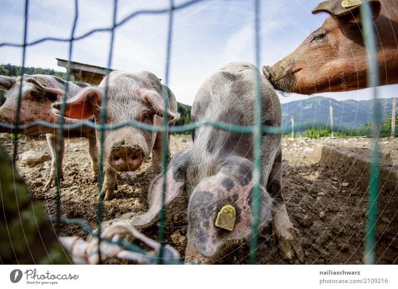 Schweinefarm Sommer Landwirtschaft Forstwirtschaft Bauernhof Tier Nutztier Streichelzoo 4 Tiergruppe Zaun beobachten berühren Erholung Kommunizieren Küssen