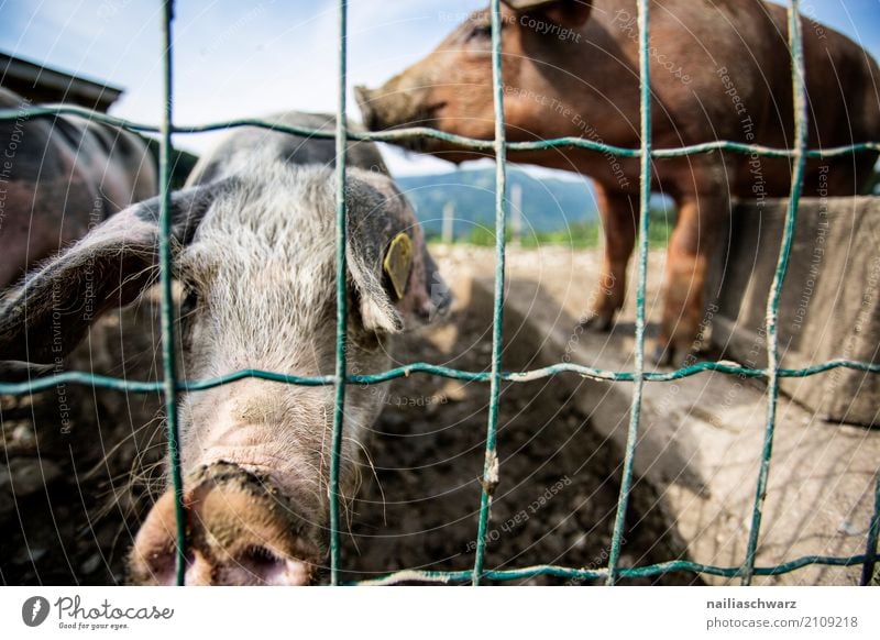 Schweinefarm Sommer Bauernhof Landwirt Landwirtschaft Forstwirtschaft Alpen Tier Nutztier 2 Zaun beobachten entdecken Erholung Küssen stehen dreckig natürlich