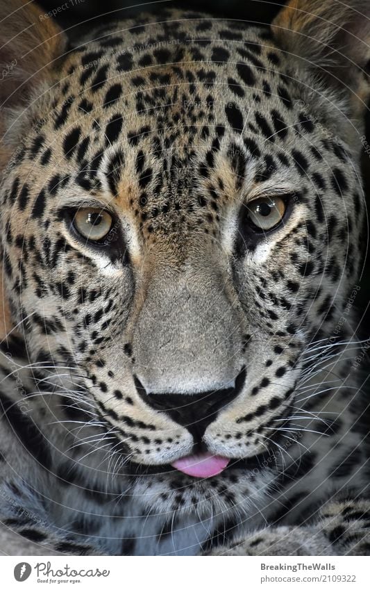 Schließen Sie herauf Porträt von Amur-Leopardmann, der Kamera betrachtet Natur Tier Wildtier Katze Tiergesicht Zoo 1 Blick schön wild Tierliebe Schnauze