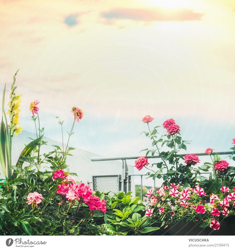Schöne Balkon Blumen Lifestyle Design Ferien & Urlaub & Reisen Sommer Häusliches Leben Wohnung Natur Pflanze Topfpflanze Garten Stadt Terrasse rosa Stil