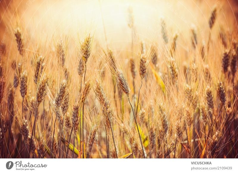 Goldene Ähren von Weizen auf Getreide Feld Lifestyle Design Sommer Erntedankfest Natur gelb Getreidefeld Getreideernte Sonnenuntergang Licht Landwirtschaft
