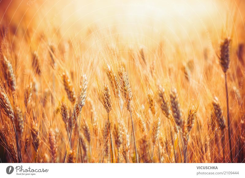 Goldenes Getreidefeld Lifestyle Sommer Landwirtschaft Forstwirtschaft Natur Feld gelb gold Sonnenlicht reif Agrarprodukt Weizen Weizenfeld Farbfoto