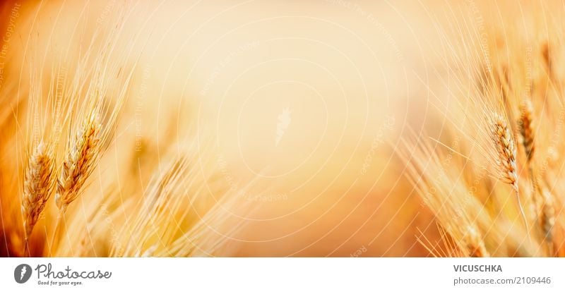 Natur Hintergrund mit Ähren von reifen Weizen auf Getreide Feld, Lifestyle Sommer Sonnenlicht Schönes Wetter Fahne gelb Design Hintergrundbild ears beautiful