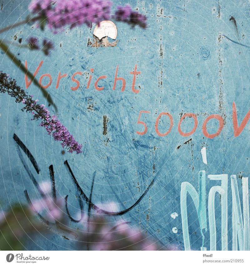5000V Pflanze Sträucher Blüte Wildpflanze Fliederbusch Mauer Wand Fassade Zeichen Schriftzeichen Ziffern & Zahlen Graffiti trashig Kreativität Warnung