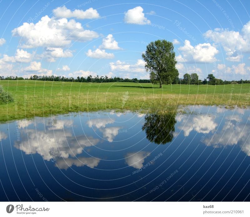 nach dem Regen Umwelt Natur Landschaft Pflanze Wasser Himmel Wolken Wetter Baum Gras Wiese Seeufer Moor Sumpf Teich Ungarn grün blau Spiegel Schatten schön