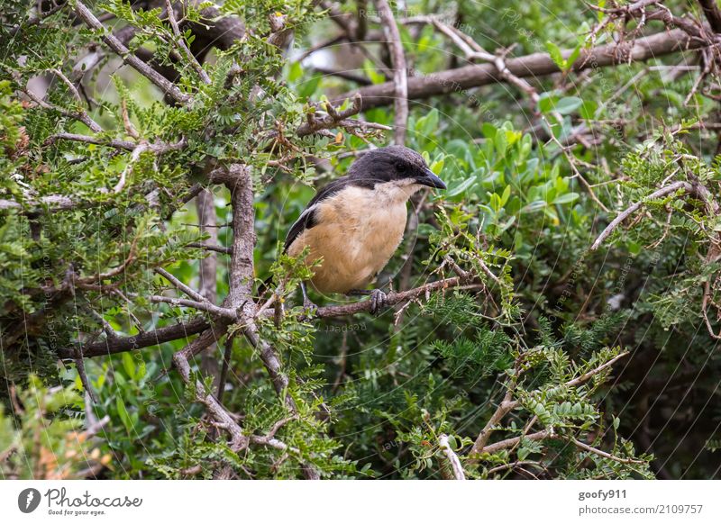 Auf dem Beobachtungsposten!!! Umwelt Natur Landschaft Frühling Sommer Schönes Wetter Baum Sträucher Blatt Wildpflanze Wald Urwald Nationalpark Südafrika Afrika