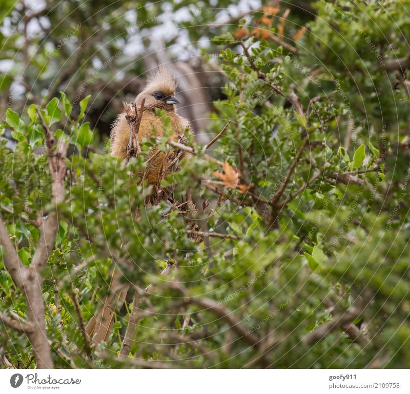 Im Gestrüpp Ausflug Abenteuer Safari Expedition Umwelt Natur Landschaft Frühling Sommer Pflanze Baum Sträucher Blatt Wildpflanze Wald Südafrika Afrika Tier