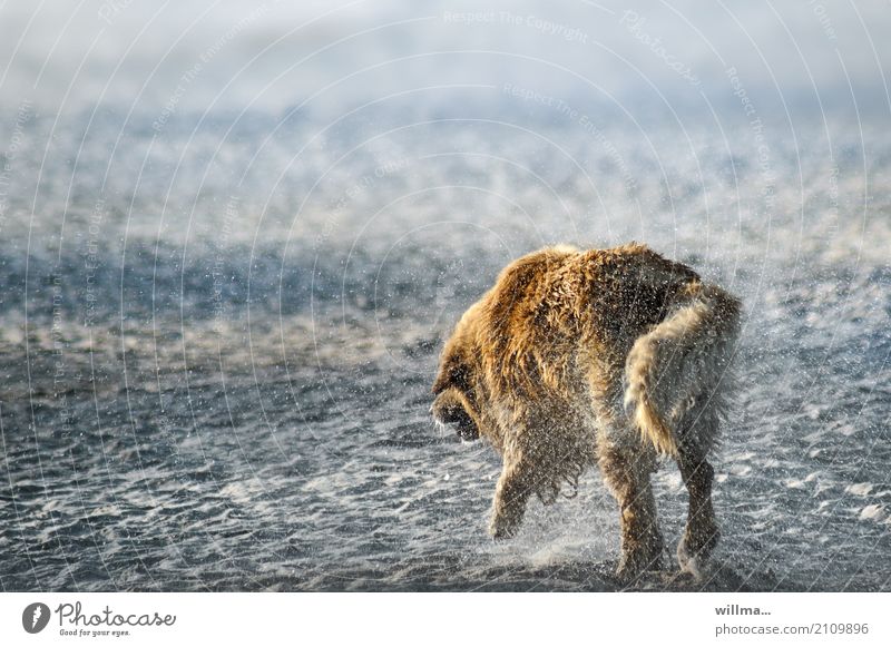 Auf alle Felle nass! Hund Sand Strand Tier Haustier Golden Retriever schütteln Sandstrand Ufer