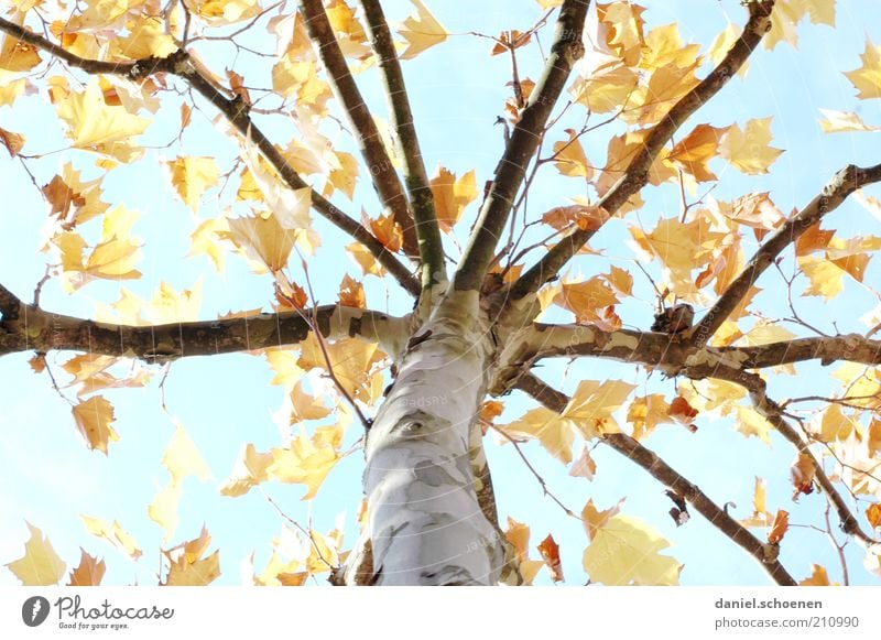 machen wir uns doch nichts vor !! Natur Himmel Klima Schönes Wetter Baum blau gelb Vergänglichkeit Wandel & Veränderung Herbst herbstlich Jahreszeiten Ast