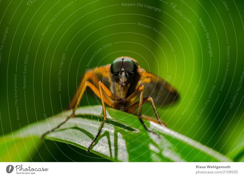 Blickkontakt Umwelt Natur Tier Sommer Gras Wiese Wald Bremse 1 beobachten sitzen grün orange Farbfoto Gedeckte Farben Außenaufnahme Nahaufnahme Detailaufnahme