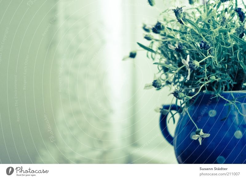 Lavendeltopf Natur Pflanze schön Punkt Kannen Milchkanne Blumentopf Fensterbrett Gardine Vorhang Dekoration & Verzierung grün Wachstum durcheinander Farbfoto