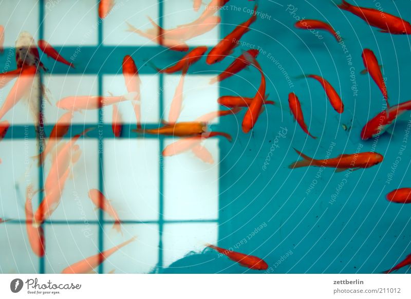 Füsche tauchen Zoo Tier Wasser exotisch Fisch Aquarium Tiergruppe Schwarm Wasserbecken Tierhandlung Goldfisch Zierfische Reflexion & Spiegelung Fenster