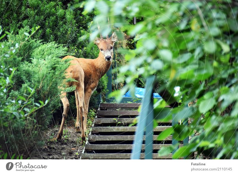 Grenzgänger Umwelt Natur Pflanze Tier Urelemente Erde Sommer Schönes Wetter Baum Sträucher Garten Wildtier Tiergesicht Fell 1 hell nah natürlich wild braun grün