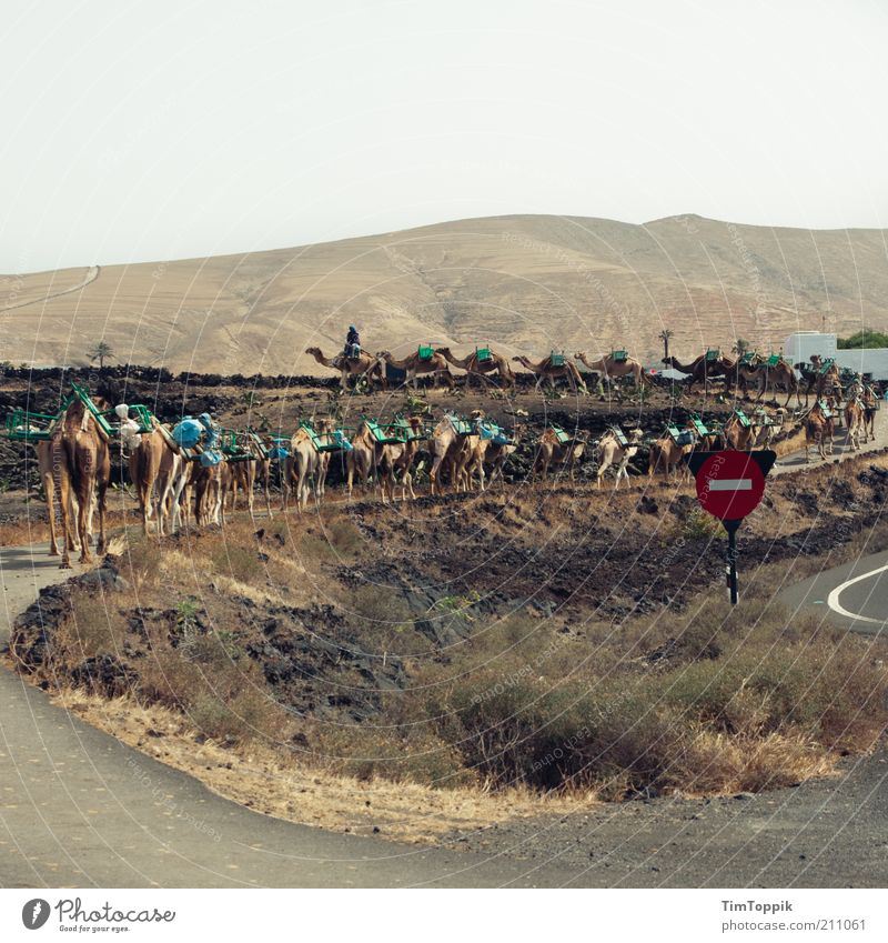Die Karawane zieht weiter... Tiergruppe Herde laufen Kamel Dromedar Kameltreiber Kamelhöcker Lanzarote Karavane Straße Stoppschild Hügel Wüste Wüstenpiste