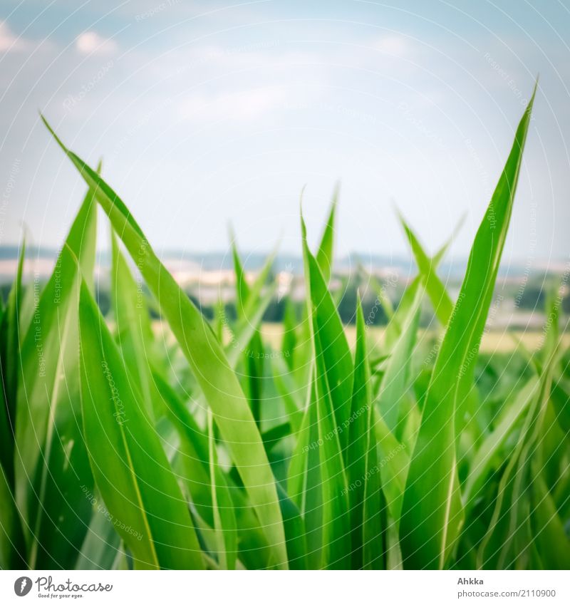 Maisspitzenfeld über dem Weimarer Land Landwirtschaft Forstwirtschaft Natur Landschaft Sommer Pflanze Nutzpflanze Maispflanzen Maisblatt Maisfeld Feld