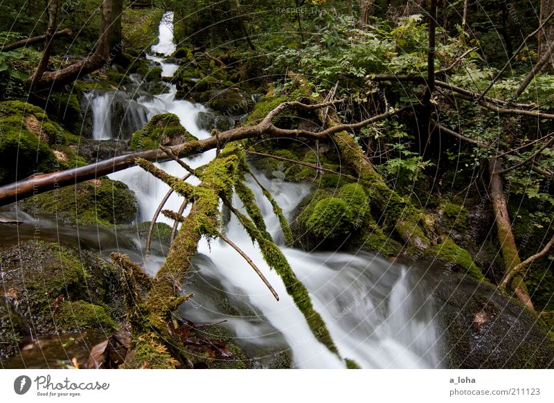 nature 3.3 Natur Urelemente Luft Wasser Pflanze Baum Moos Wald Felsen Alpen Berge u. Gebirge Flussufer Bach Wasserfall Linie Tropfen Bewegung glänzend Wachstum