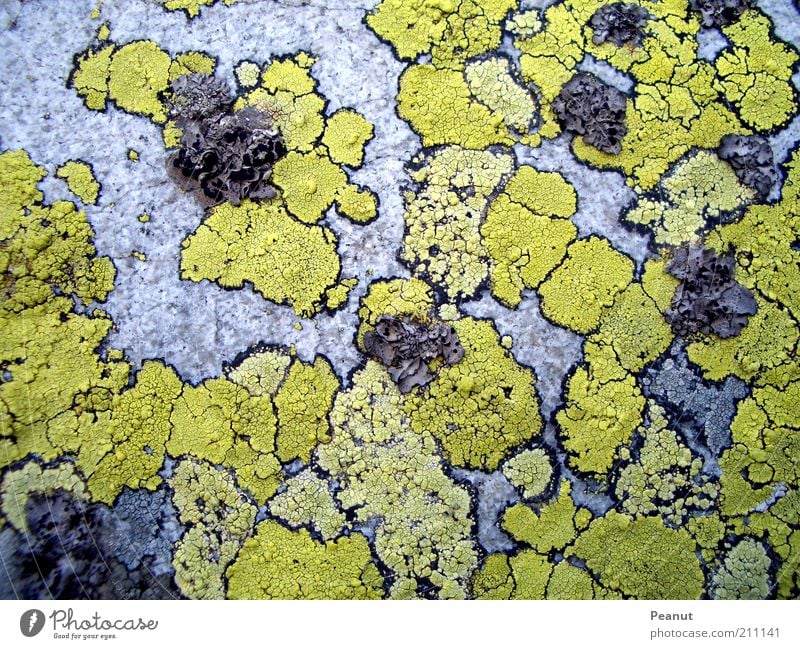 :small world: Natur Pflanze Moos Wildpflanze Felsen Stein Ornament alt außergewöhnlich fest klein natürlich mehrfarbig gelb grau grün Farbe Ordnung Farbfoto