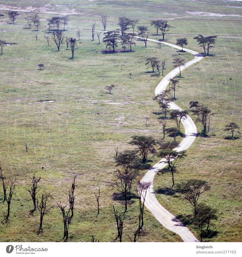 Safaripark Natur Landschaft Baum Gras Steppe Straße Wege & Pfade grün ruhig Kenia Lake Nakuru National Park Überblick Afrika Farbfoto Gedeckte Farben