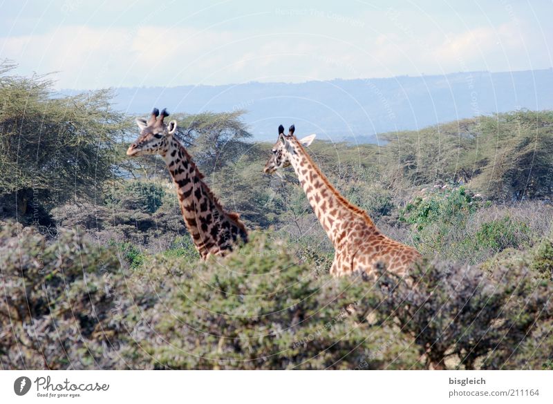 Giraffen Safari Natur Wald 2 Tier braun gelb grün Crscent Island Kenia Afrika Farbfoto Außenaufnahme Zentralperspektive Hals Tierpaar Tag