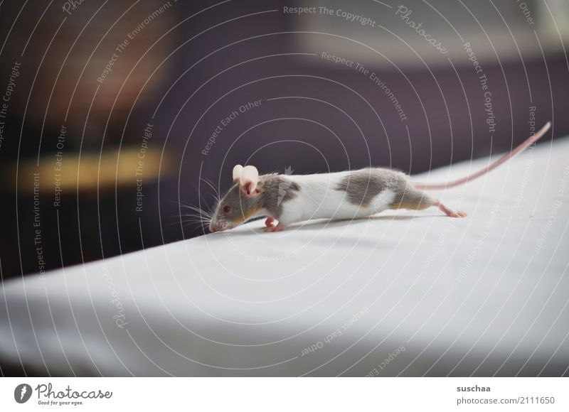 tischkantenmaus Maus Tier Haustier Nagetiere Säugetier klein winzig niedlich süß tierisch Ekel Am Rand Tischkante Vorsicht Neugier Blick entdecken erspähen