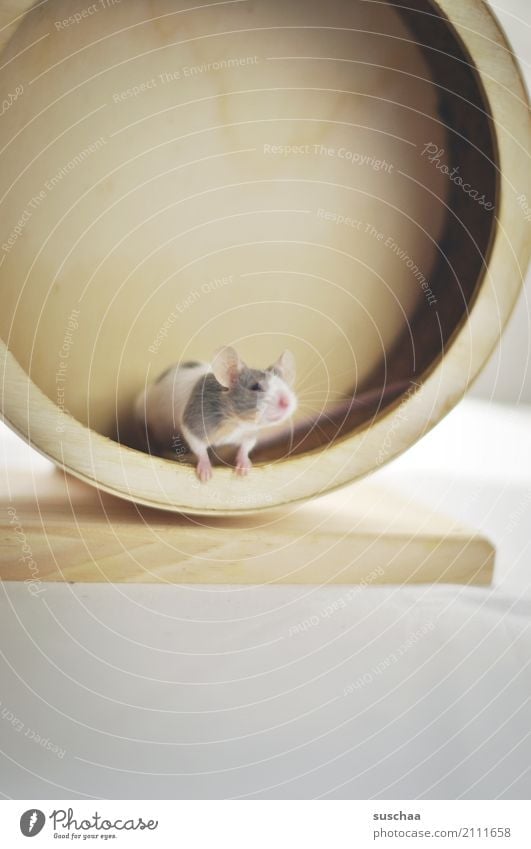 mäusesport Maus Tier Haustier Nagetiere Säugetier klein winzig niedlich süß Vorsicht Neugier Blick entdecken erspähen Angst Gesicht Laufrad Hamsterrad Sport