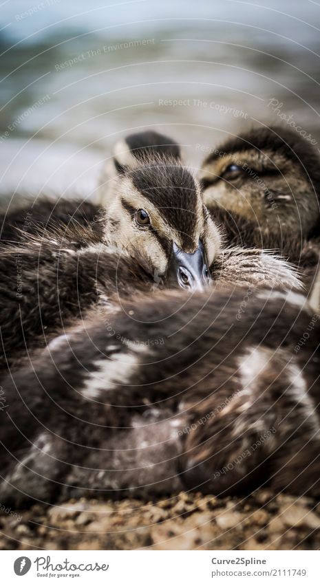 Baby-Dugs Natur Tier Vogel Tiergesicht Tiergruppe Schwarm Tierjunges Tierfamilie liegen Ente Federvieh Küken Kuscheln See Seeufer frieren Geschwister Farbfoto