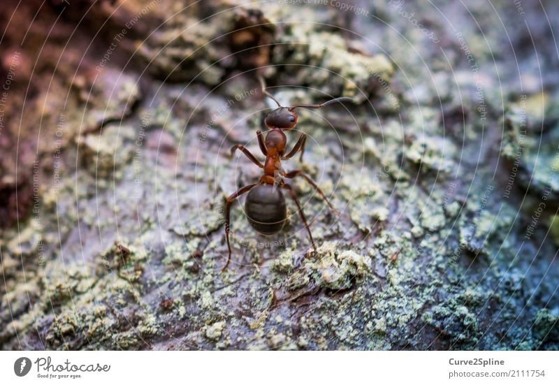 Ant Tier stark Ameise Insekt Arbeiter fleißig Natur Makroaufnahme stehen warten klein Wald Waldboden Waldtier Nahaufnahme Farbfoto Außenaufnahme Menschenleer