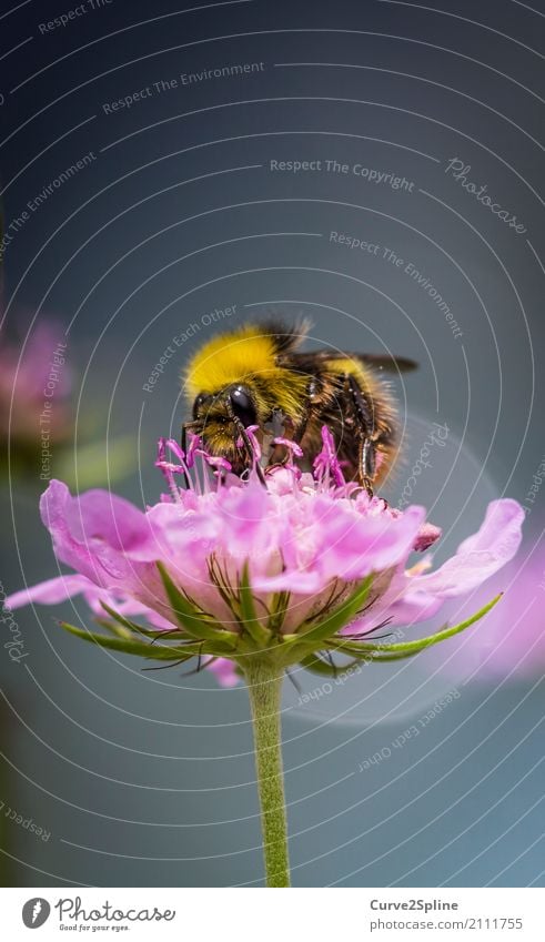 Bumblebee Natur Sommer Pflanze Blüte Tier Biene 1 Blühend Hummel ansammeln Insekt bestäuben Behaarung Makroaufnahme Fertilisation Held Flügel gelb gestreift