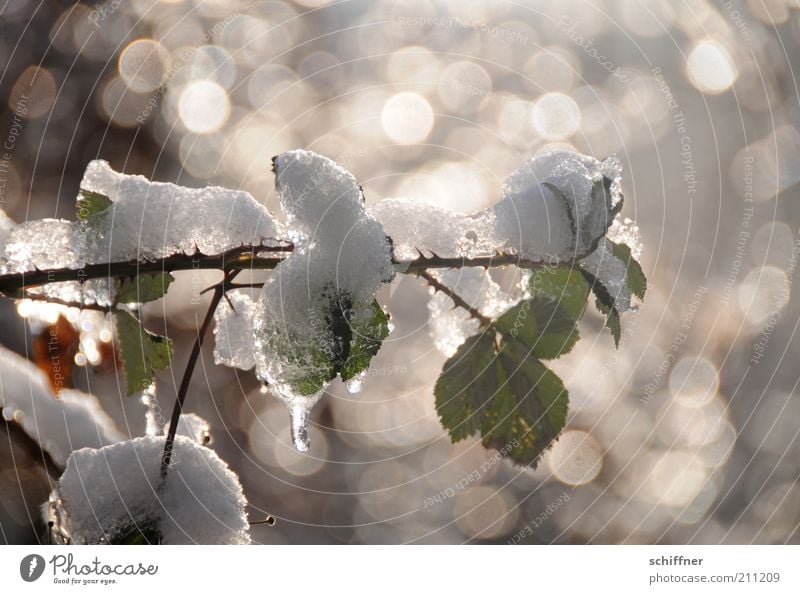 Kleine Abkühlung... Pflanze Winter Eis Frost Schnee Sträucher Rose Blatt Grünpflanze frisch glänzend kalt ruhig tauen Außenaufnahme Licht Reflexion & Spiegelung