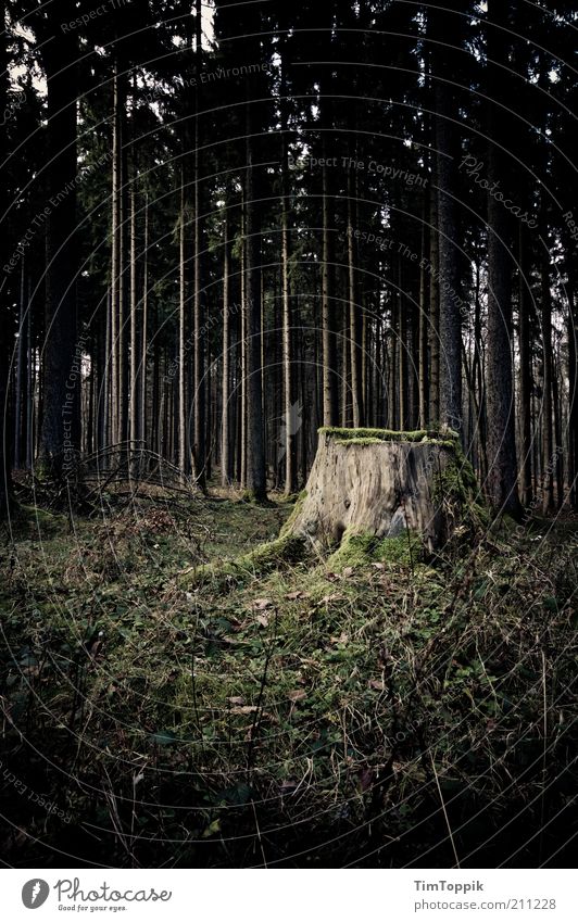 Sagaland Wald grün schwarz Waldboden Waldlichtung Waldsterben Baumstamm Baum fällen Baumstumpf mystisch geheimnisvoll dunkel unheimlich Angst Einsamkeit Seele